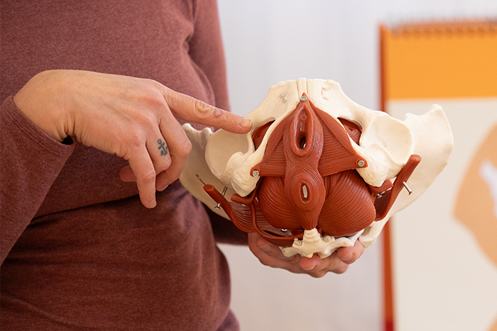 Verena zeigt auf ein Beckenboden-Modell